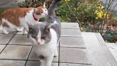 Şirin kediler. Biri beyaz, biri beyaz, beyaz. Sokakta yürürken birbirlerinin kuyruklarını koklayıp miyavlıyorlar. Yüksek kalite 4k görüntü