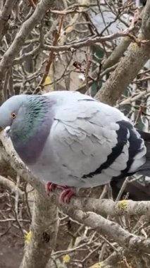 Tombul gri bir güvercin bir dala oturur, yukarıdan bakar ve her şeye şaşırır, kuş, beslenme kuşları, doğa, açlık soğukluğu. Yüksek kalite 4k görüntü