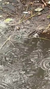 Yağmur damlaları ormandaki küçük bir su birikintisine düşüyor. Kasvetli kış günü, geniş açı, gerçek zamanlı, insan yok. Yüksek kalite 4k görüntü