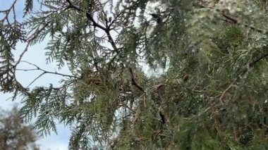 Ormandaki kardaki ladin dalı. Kışın ladin dalları