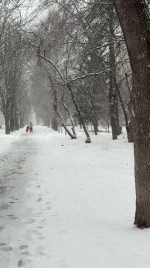 Sicilya 'da karla kaplı çam ağaçlarından oluşan kış ormanı ormandaki yoğun çam ağacının girişine doğru ilerliyor.