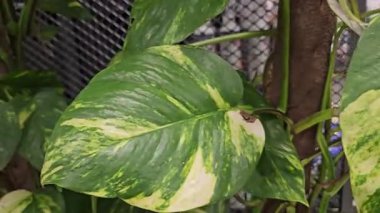 Bereketli yeşil yapraklar, tropik bir hayvanat bahçesi ortamında yoğun bir zemin kaplaması oluşturarak doğal yeşillik ve canlı bitki yaşamını sergiliyor. Yüksek kalite 4k görüntü