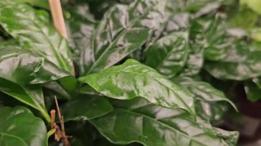 Bereketli yeşil yapraklar, tropik bir hayvanat bahçesi ortamında yoğun bir zemin kaplaması oluşturarak doğal yeşillik ve canlı bitki yaşamını sergiliyor. Yüksek kalite 4k görüntü