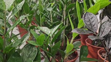 Bir insan rahat bir bahçede canlı bir yılan bitkisini nazikçe sular, arka planda yeşil yapraklar ve toprak dekoru sergiler, besleyici bir atmosfer yaratır. Yüksek kalite 4k görüntü