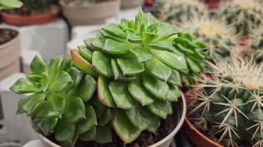 Bahçede sergilenen çeşitli küçük kaktüs bitkileri ev bahçesindeki çöl bitkisinin güzelliğini gözler önüne seriyor. Yüksek kalite 4k görüntü