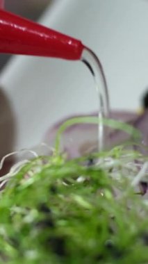 Beyaz bir tabakta hafif tuzlu ringa balığı serpiştirilmiş koyu zeytin ve limonla marine edilmiş soğanla süslenmiş ayçiçeği yağı. Yüksek kalite 4k görüntü