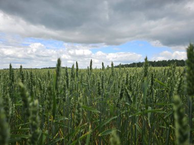 Olgunlaşan sapları ile yeşil buğday tarlası mavi gökyüzünün altında rüzgarda hareket eden doğal kırsal tarım manzarasını gösteren yaz aylarında sakin bir açık hava ortamı.