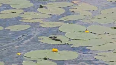 Avlarını avlamak için havuzda Lily pedlerinde yılan var. Dışarıda güneşli bir gün. Yüksek kalite 4k görüntü