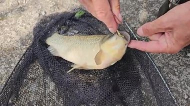 Erkek eller tatlı su balıkçılığı sırasında yakalanan küçük bir sazan balığının ağzından kancayı dikkatlice çıkarır. Balık tutma ve açık hava balık tutma etkinliğini gösterir..