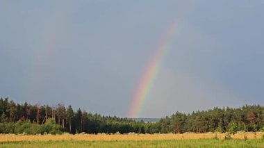 Yaz ormanı ve çayırda gökkuşağı. Güzel dramatik gökyüzü. Yüksek kalite 4k görüntü