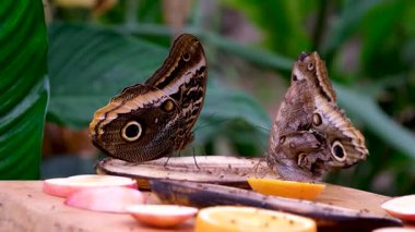 İki Caligo atreus dionysos baykuşu tahta bir kütükte yüz yüze dinleniyor. Doğal arka planda görülebilen büyük kanatları, egzotik tropikal böcek vahşi yaşam konsepti.