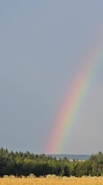 Yaz ormanı ve çayırda gökkuşağı. Güzel dramatik gökyüzü. Yüksek kalite 4k görüntü