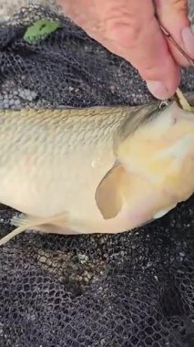 Erkek eller tatlı su balıkçılığı sırasında yakalanan küçük bir sazan balığının ağzından kancayı dikkatlice çıkarır. Balık tutma ve açık hava balık tutma etkinliğini gösterir..