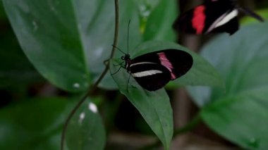 Heliconius erato, Postacı Kelebeği, bir yaprağın üzerinde dinleniyor. Parlak kırmızı, siyah ve sarı kanat desenleri görünür, tropikal Lepidoptera ve vahşi yaşam sahnesi.