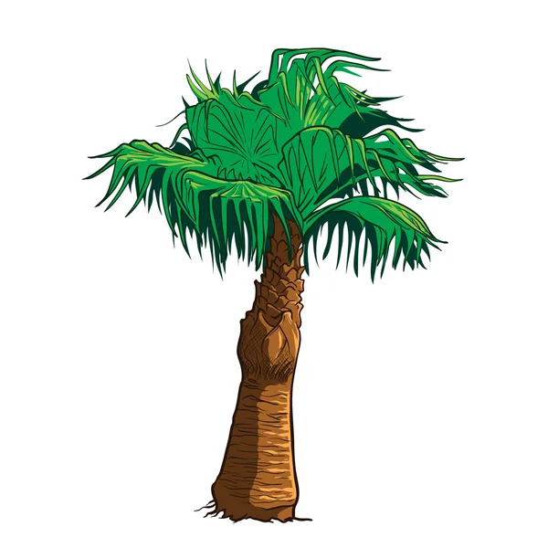 Sabal Palm Tree målade Skiss — Stock vektor