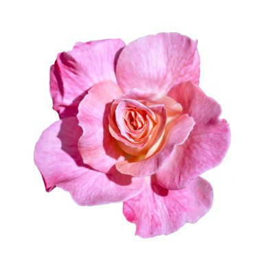 beyaz arkaplanda izole gül