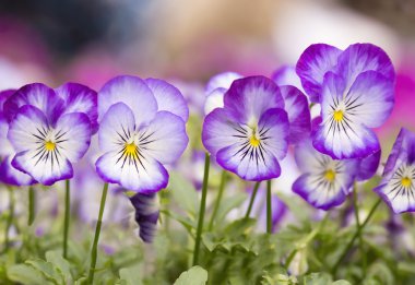 Mini Menekşe çiçek