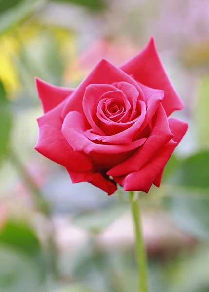 Beautiful red rose  in the garden — Stock Photo, Image