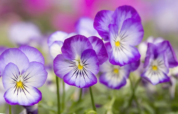 Mini-Veilchenblüte — Stockfoto