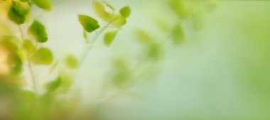 saydam pencere yaprakları bulanıklık