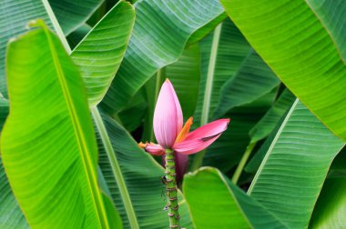 Muz çiçeği, muz çiçeği 