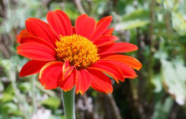 Bahçedeki kırmızı çiçek