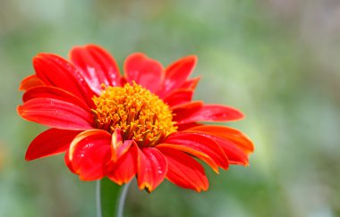 Bahçedeki kırmızı gerbera çiçeği