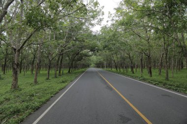 Phuket 'teki bir bölge bölgesindeki ormanın içinden bir cadde geçiyor.