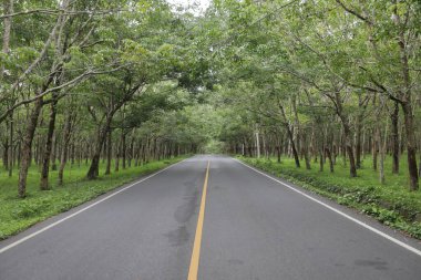 Phuket 'teki bir bölge bölgesindeki ormanın içinden bir cadde geçiyor.