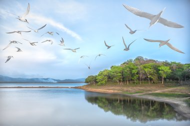 Mavi gökyüzü ile uçan kuşların manzara, gölün üzerinde uçan terns deniz kuşlarısürüsü.
