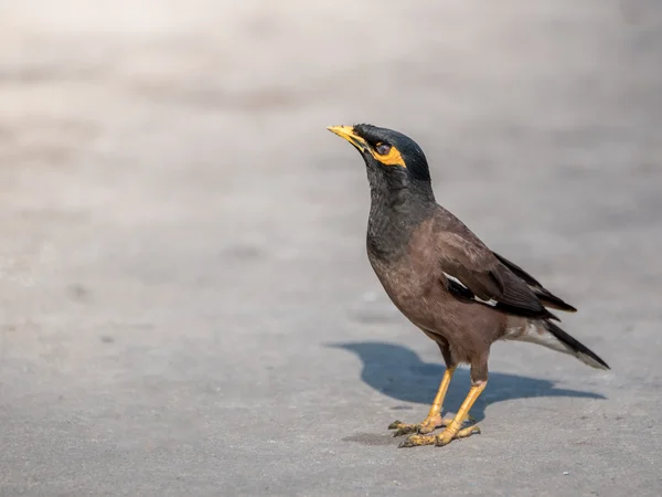 Frecuentes Myna (Acridotheres tristis tristis), Bird standing on concrete floor — Foto de Stock