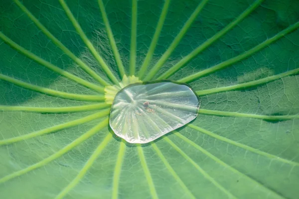 Drop of water rolling on lotus leaf — Stock Photo, Image