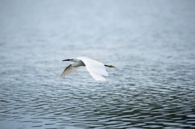 Su yüzeyi üzerinde uçan kuş (büyük ak balıkçıl). Uçuş büyük ak balıkçıl.