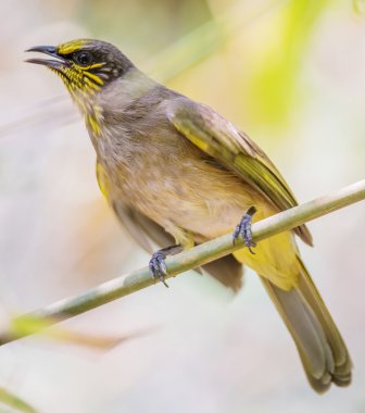 Şerit gerdanlı Bulbul, kuş portre kadar kapatın