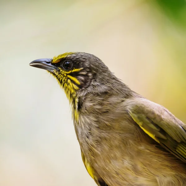 Retrato de cerca de Bulbul de garganta rayada, Bird —  Fotos de Stock