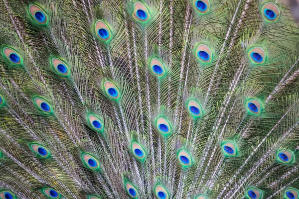 Plumage vert paon et bleu en gros plan . — Photo