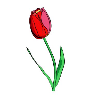 Lale basit grafikler