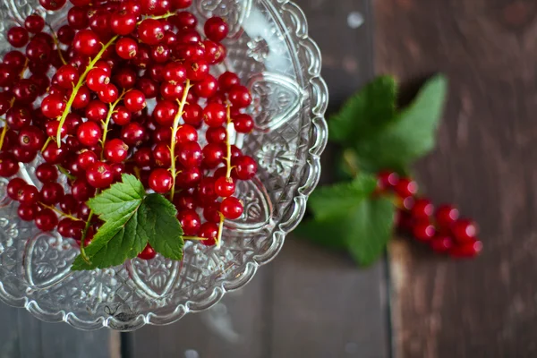 Rote Johannisbeeren - Redcurrants