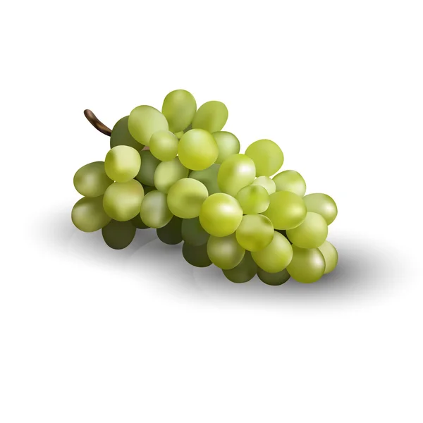 As uvas vectoras — Vetor de Stock