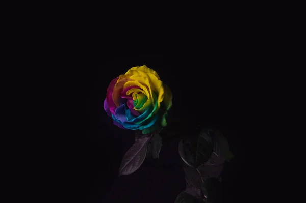 Bunt Ging Erstaunliche Regenbogenrose Blume Auf Schwarzem Hintergrund lizenzfreie Stockfotos