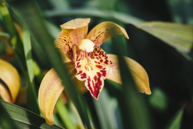 Turuncu orkide çiçek