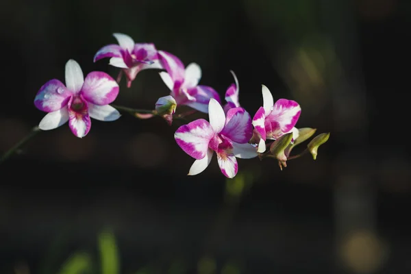 Flor de orquídeas roxas — Fotografia de Stock