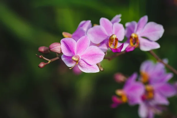 Flor de orquídeas roxas — Fotografia de Stock