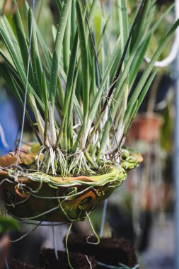 Beyaz Orkide çiçek