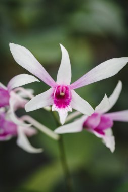 Beyaz Orkide çiçek