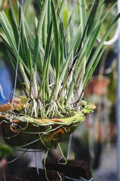 Beyaz Orkide çiçek