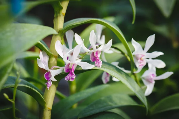 Bílé orchideje květ — Stock fotografie