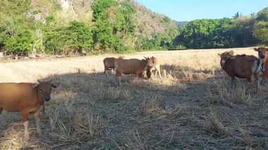 Kuru pirinç tarlasının ortasında bir inek sürüsü.