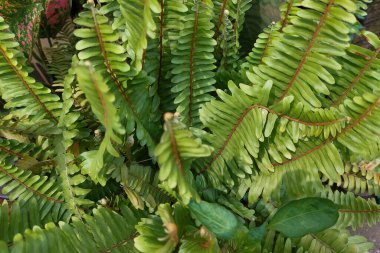 Bu resim, eğreltiotu yapraklarını simetrik dokulara ve parlak yeşil renklere sahip, nemli ortamlarda yetişen eğrelti otlarının tipik kahverengi yaprak damarlarını gösterir..