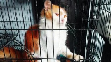 Kafeste beyaz ve turuncu bir Angora kedisi görülüyor..